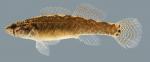 Etheostoma squamiceps  Spottail Darter 2000