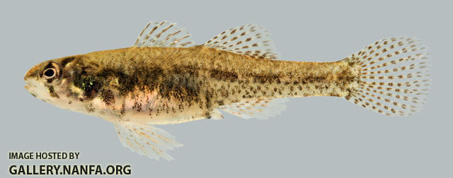 Etheostoma microperca Least Darter female 2000