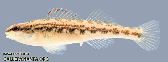 Etheostoma cervus Chickasaw Darter Female 2000