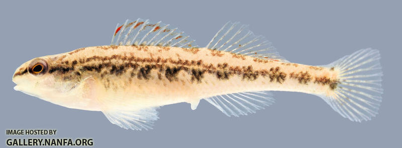 Etheostoma cervus Chickasaw Darter Female 2000