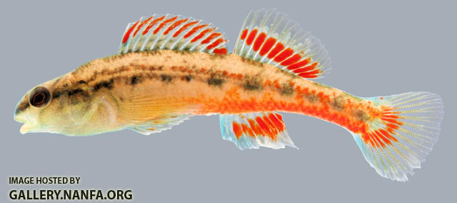 Etheostoma cervus Chickasaw Darter male.1-2000