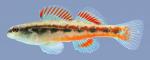Etheostoma pyrrhogaster Firebelly Darter male .1