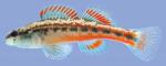 Etheostoma pyrrhogaster Firebelly Darter male