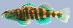 Etheostoma lynceum Brighteye Darter Male 2-2000