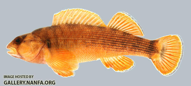 Etheostoma bellum  Orangefin Darter Male 2000