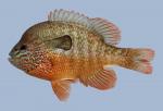 Lepomis megalotis Longear Sunfish 2000