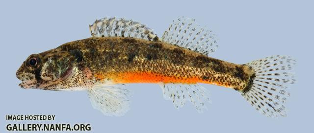 Etheostoma cragini  Arkansas Darter male 2-2000
