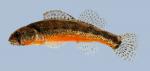 Etheostoma cragini  Arkansas Darter male 4-2000