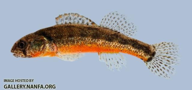 Etheostoma cragini  Arkansas Darter male 4-2000