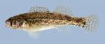 Etheostoma cragini Arkansas Darter female 5-2000