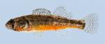 Etheostoma cragini Arkansas Darter male 1-2000