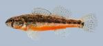 Etheostoma cragini Arkansas Darter male 5-2000