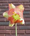 pitcher plant bloom
