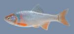 Cyprinella lutrensis  Red Shiner  264.2