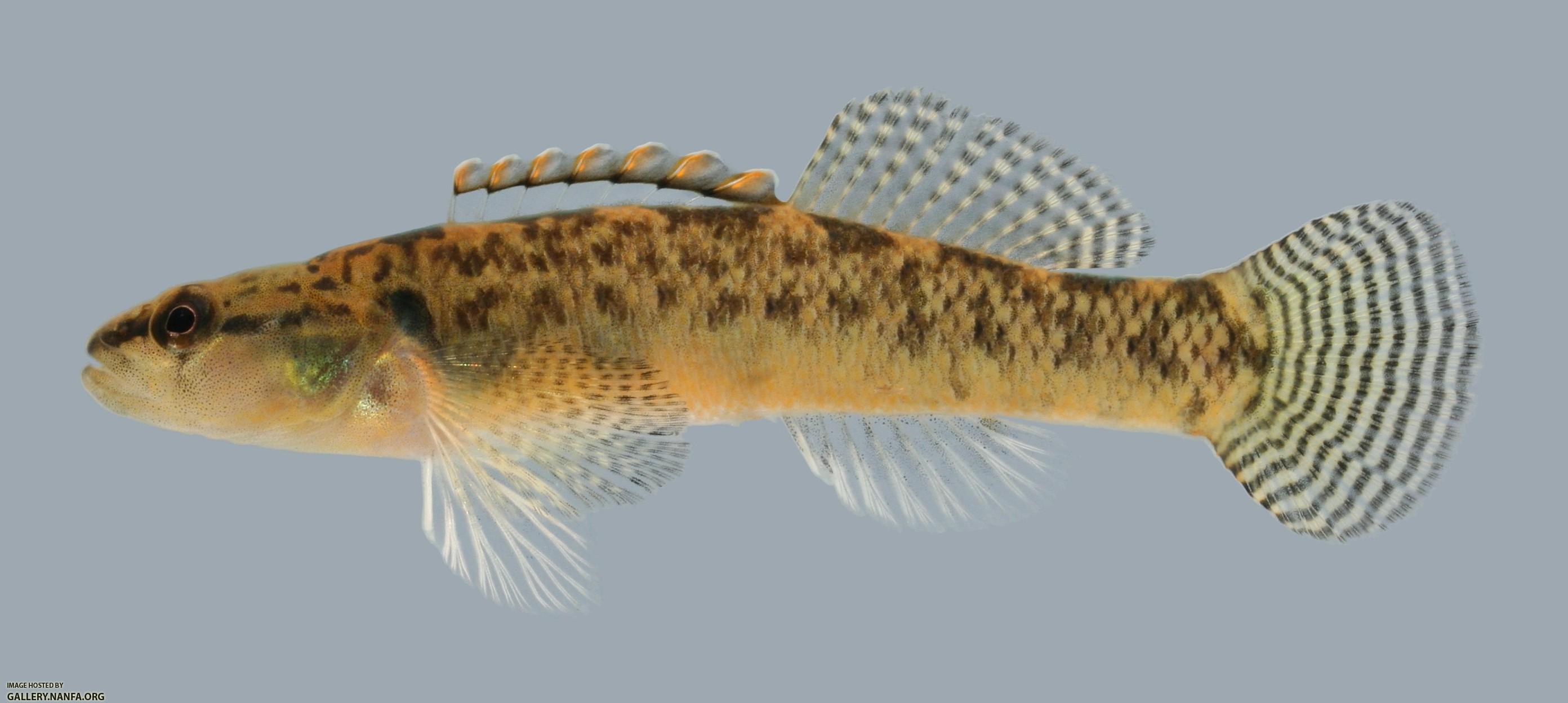 Etheostoma kennicotti Stripetail Darter male 