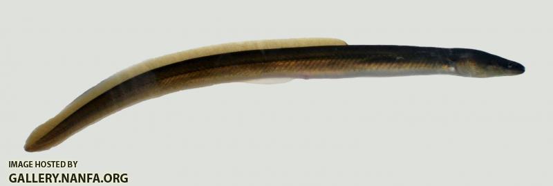 American Eel