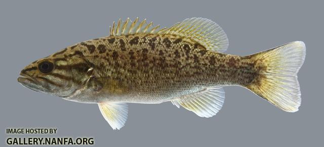 Micropterus dolomieu Smallmouth Bass 