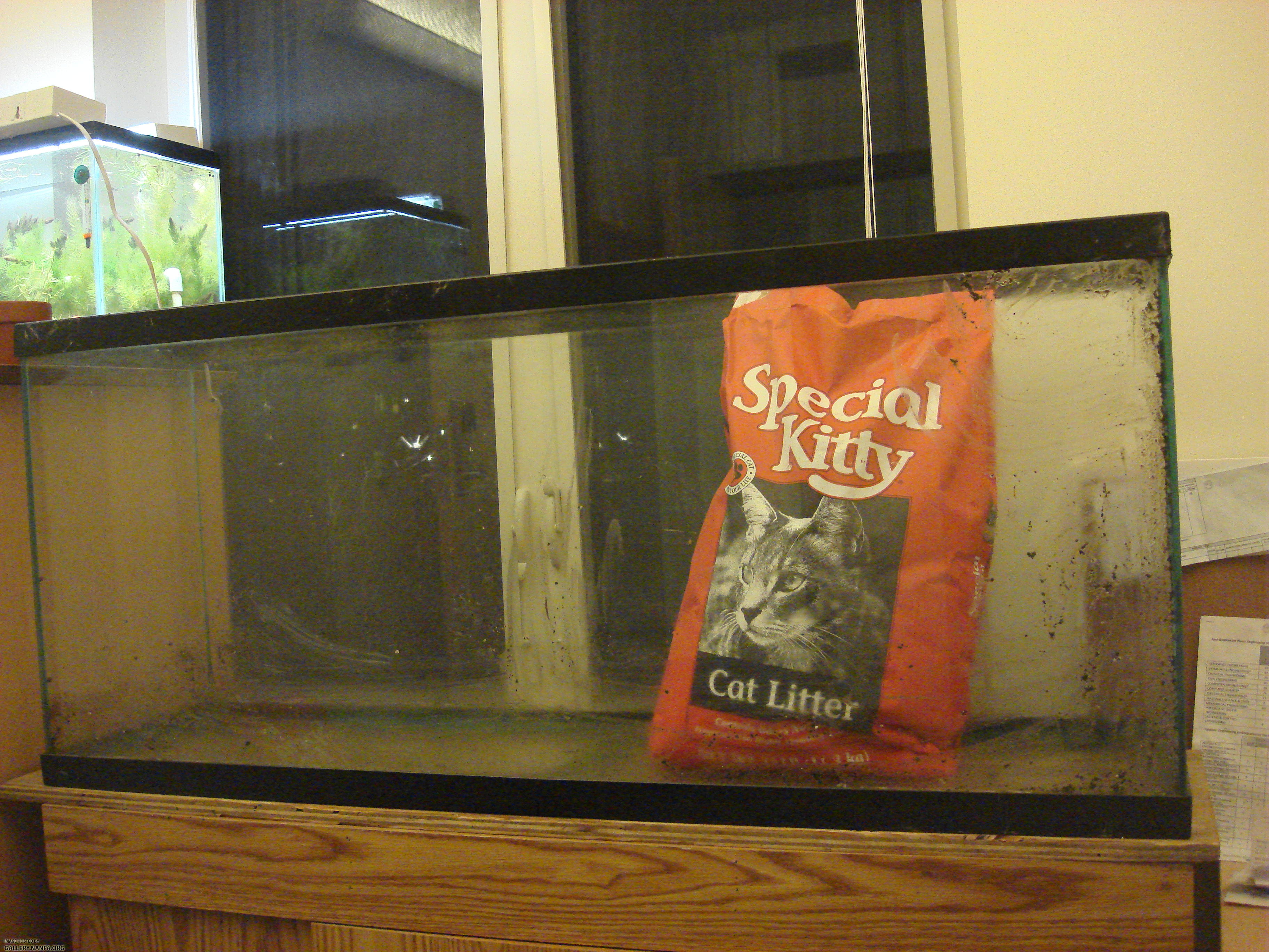 5 special kitty brand litter