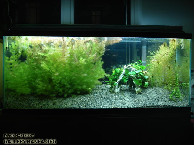 55 gallon Elassoma gilberti (gulf coast pygmy sunfish) aquarium as of January 25th 2011.  