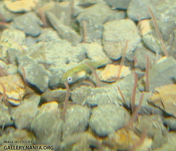 Better photo of Elassoma gilberti fry on kitty litter substrate. 