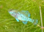 blurry photo of iridescent male