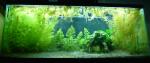 55 gallon Elassoma gilberti and neon tetra aquarium as of March 1st 2011