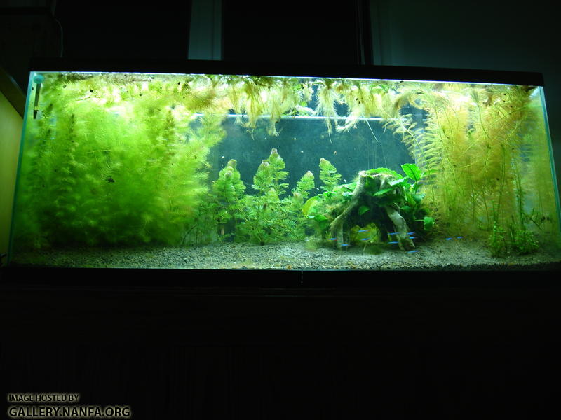 Photo of 55 gallon tank March 1st 2011
