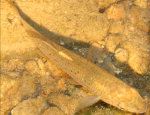 Southern studfish (Zoom)