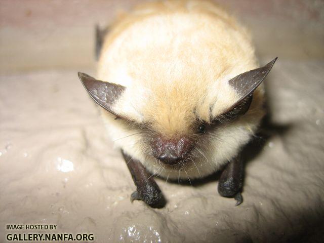 California Myotis bat 8.jpg