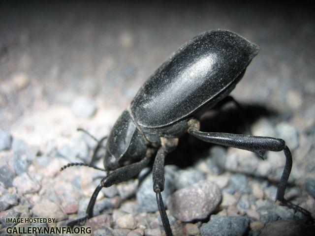 Darkling Beetle 1.jpg