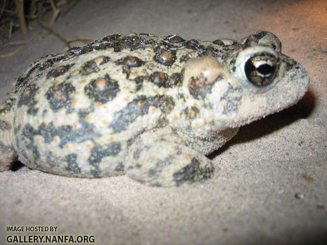 great plains toad 2.jpg