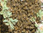 Killer bee swarm 1.jpg