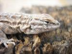 side blotched lizard 3.jpg