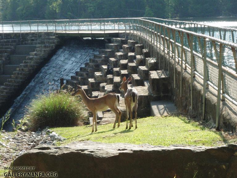 Dam Deer