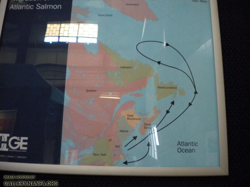 holyoke salmon migration