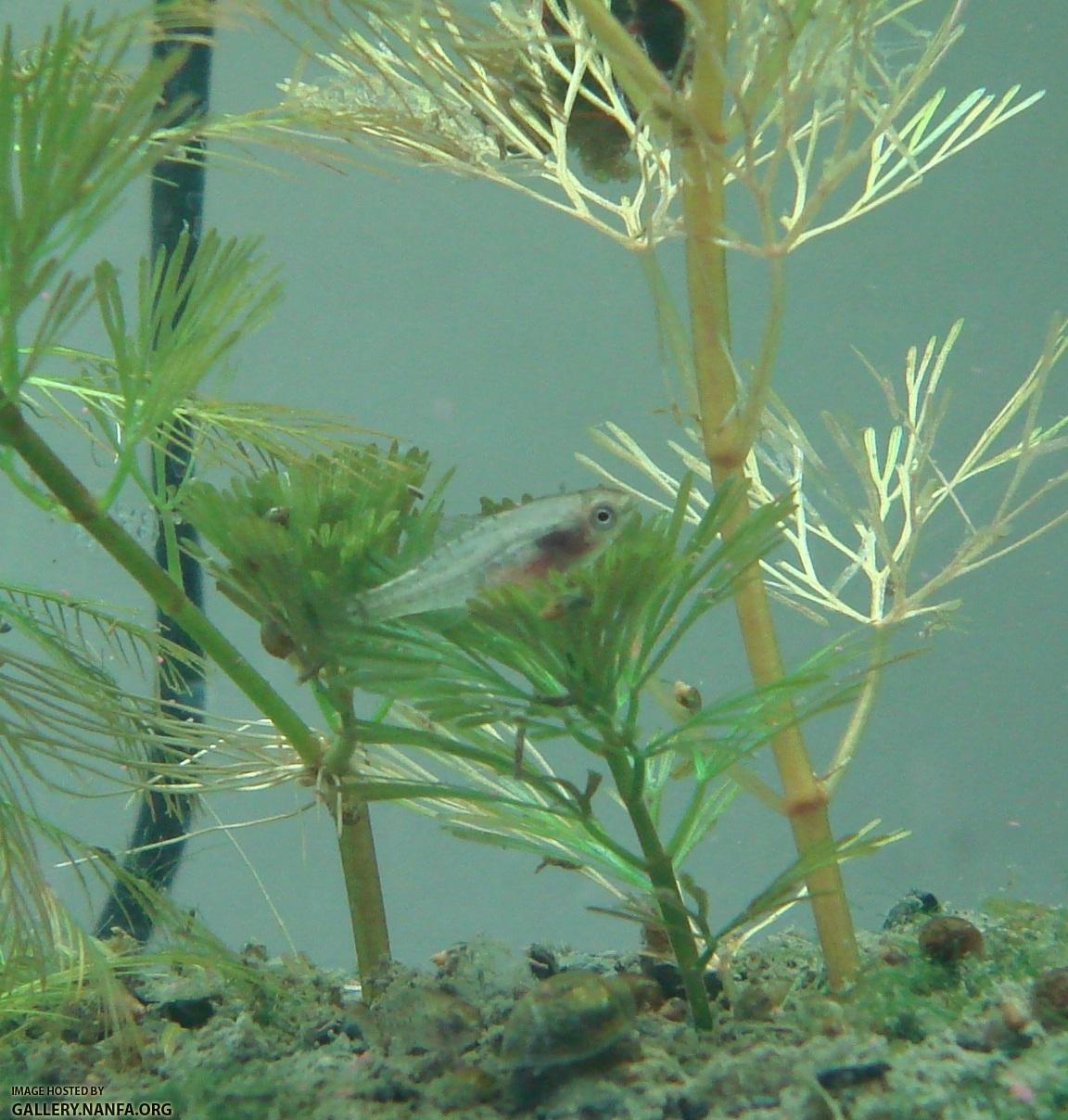 Elassoma gilberti sits on Cabomba caroliniana stem