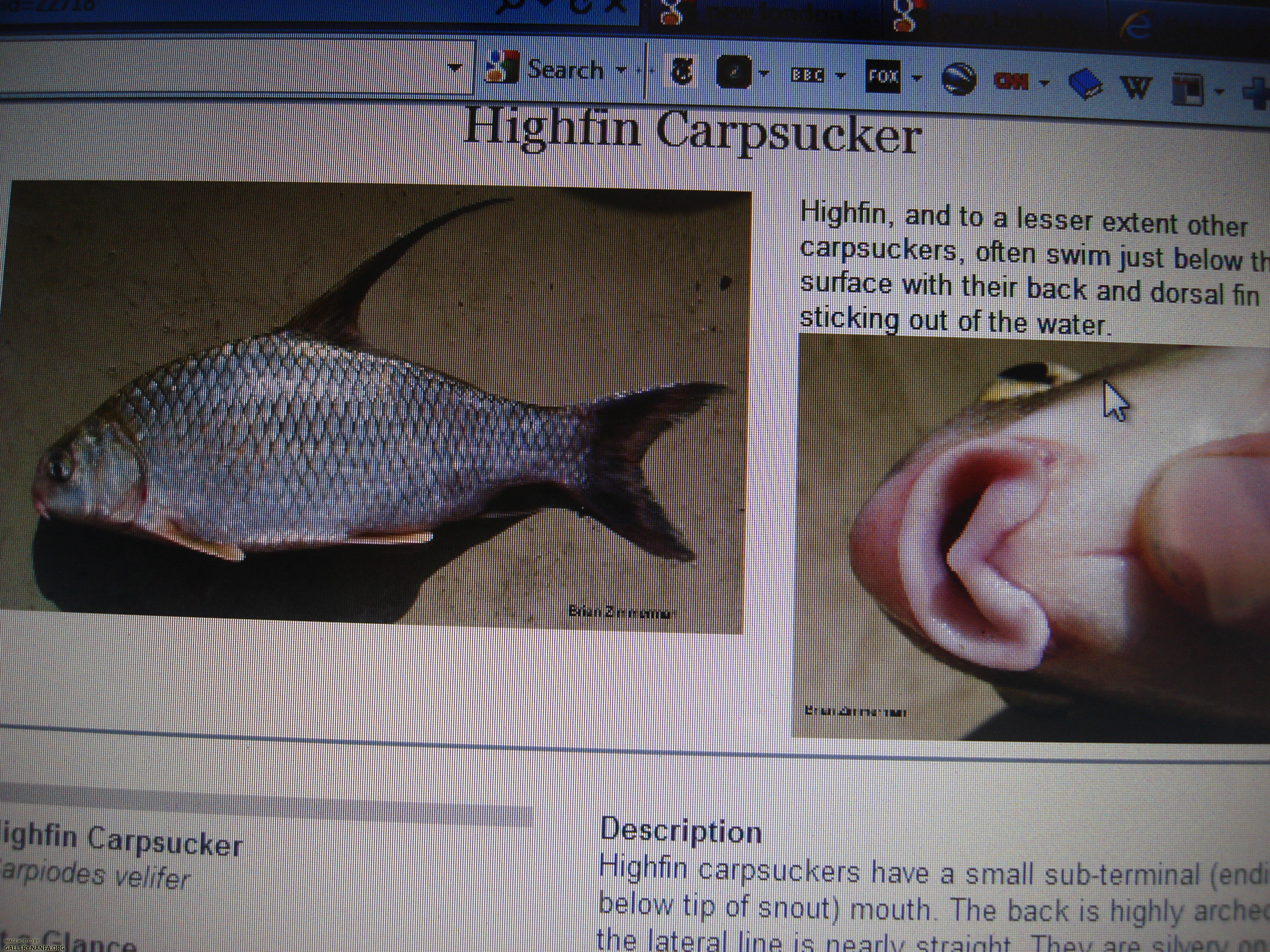 Highfin Carpsucker ID photo taken of Ohio DNR website