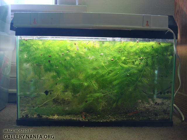 10 gallon guppy tank setup, stuffed with Ceratophyllum demersum and with an excellent fry survival rate. 