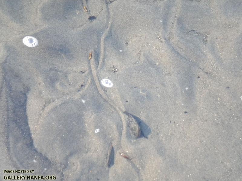 mussel tracks