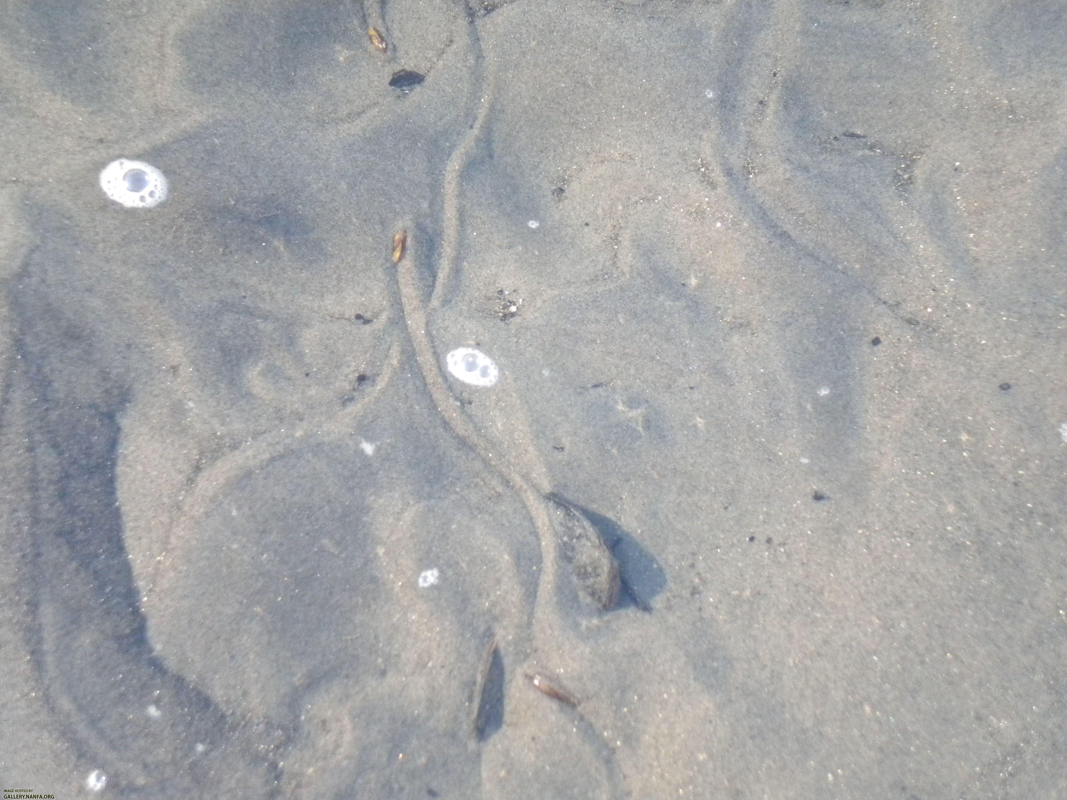 mussel tracks