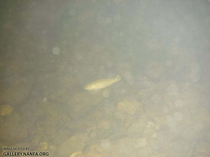 baby smallmouth underwater