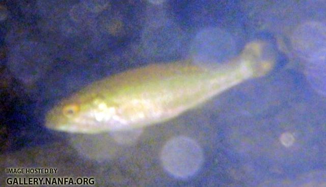 baby smallmouth underwater color enhanced