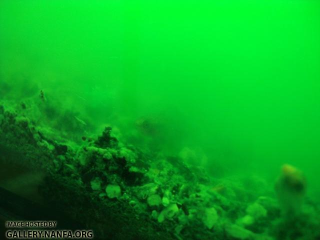 Male Elassoma gilbert in green water resize