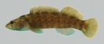 Etheostoma maculatum  Spotted Darter 1