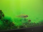 precipitated algae resize
