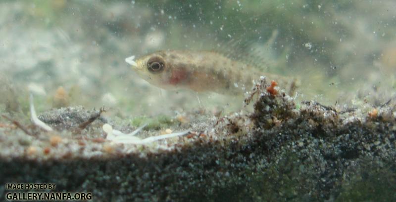 Elassoma gilberti eats grindal worm