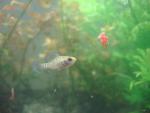male elassoma gilberti eats a chunk of bloodworms2