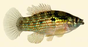 Florida Flagfish