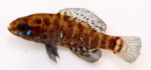 Okefenokee Pygmy Sunfish