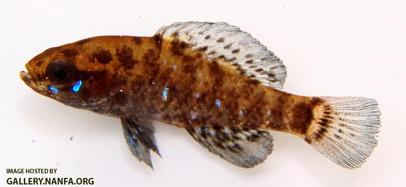 Okefenokee Pygmy Sunfish